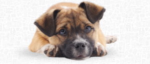 10 señales alarmantes de que tu perro no está bien