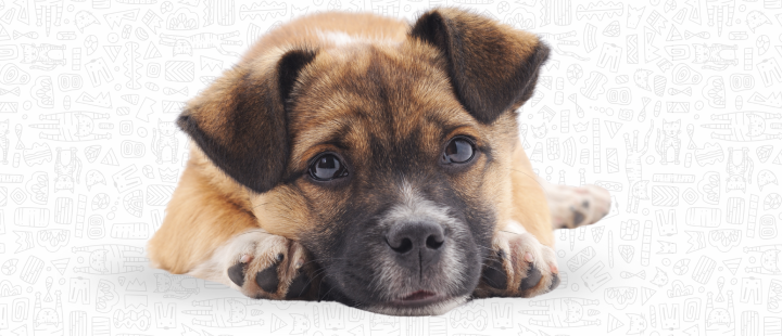 10 señales alarmantes de que tu perro no está bien