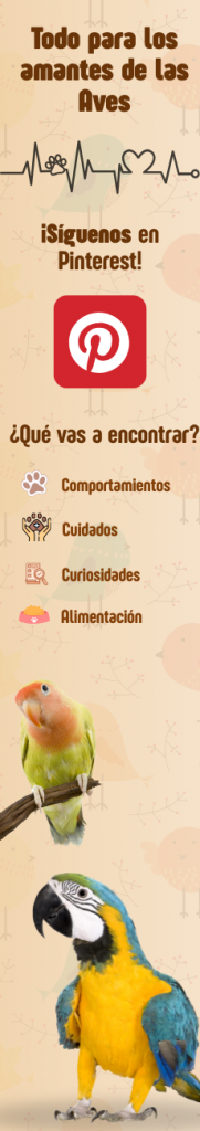 Síguenos en Pinterest