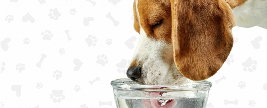 agua para perros