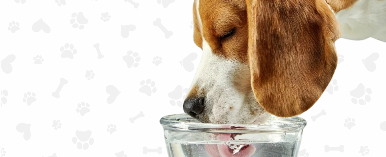 agua para perros