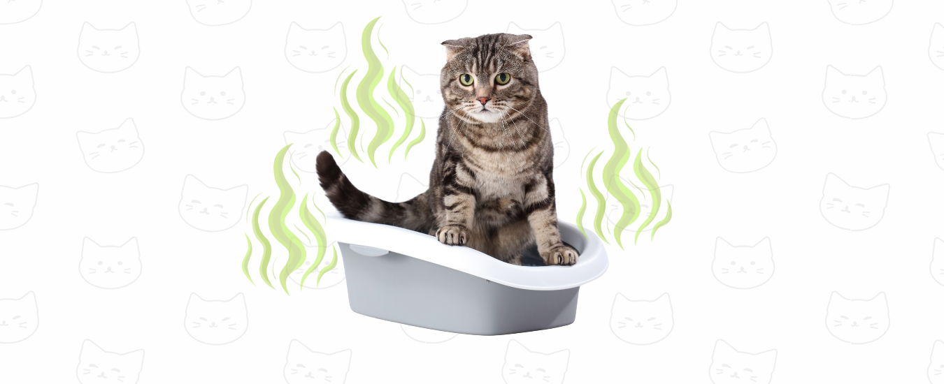 Gato