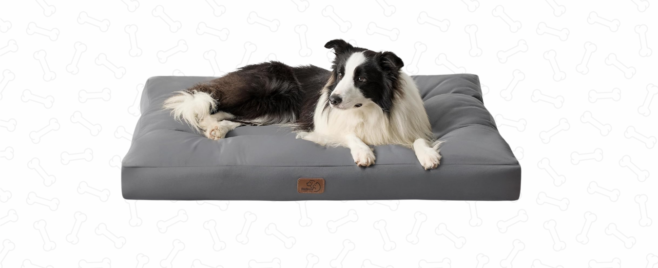 Perro en cama