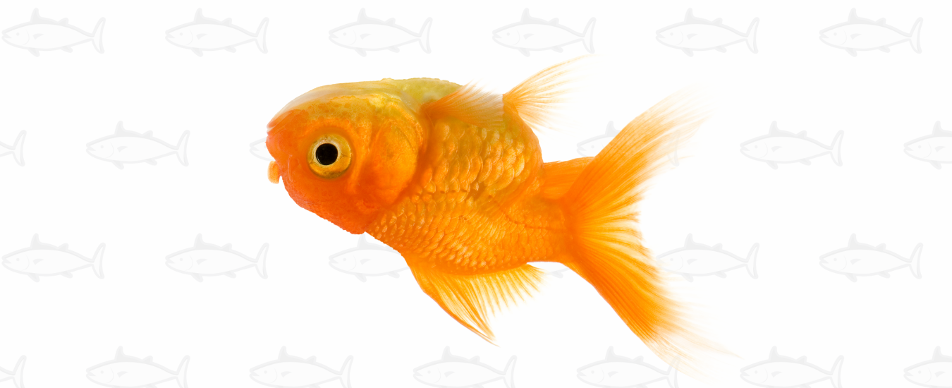 Pez nada de lado o boca abajo