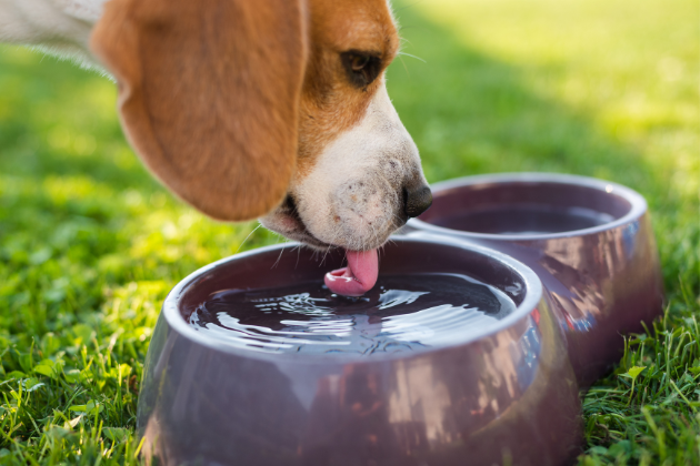 agua para perros
