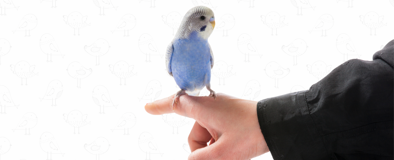 aves reconocen a sus dueños