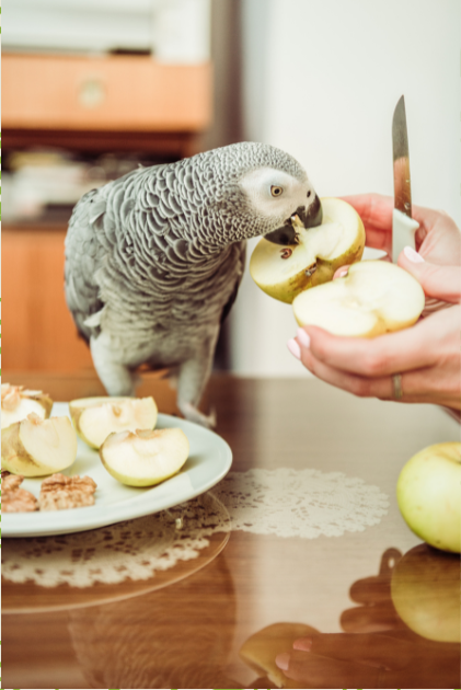 frutas para loros