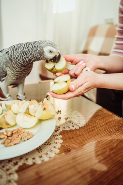 frutas para loros