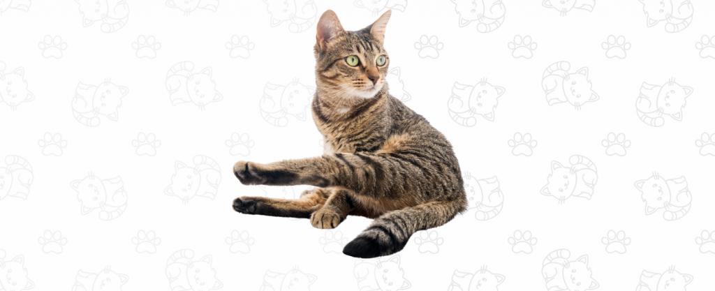 gato reconoce su nombre