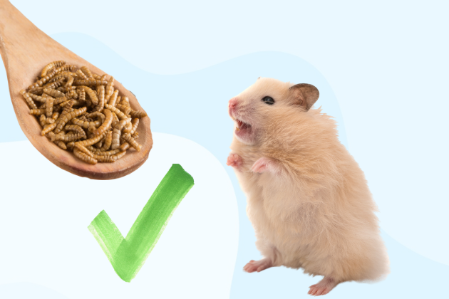 hámsters comer proteína animal