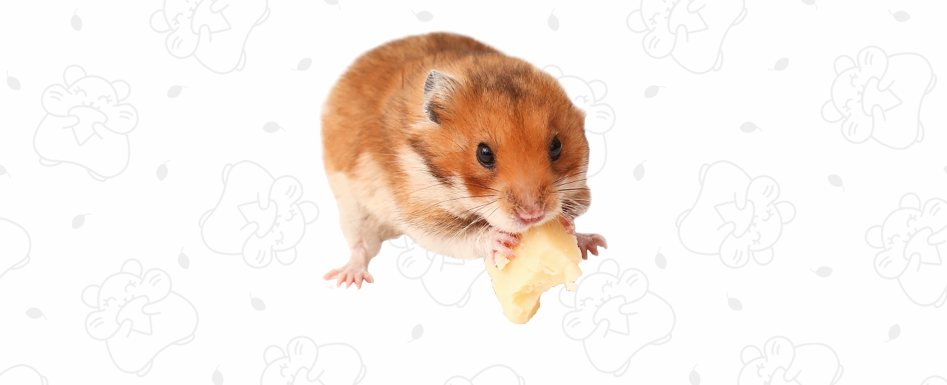 hámsters comer proteína animal
