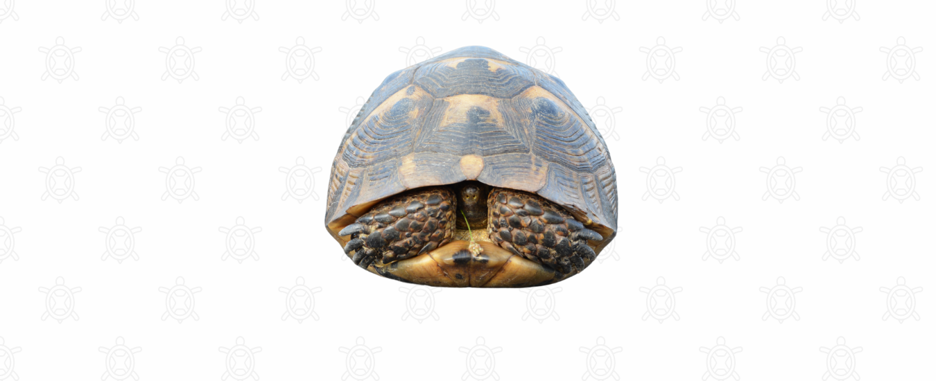 las tortugas se esconden en su caparazón