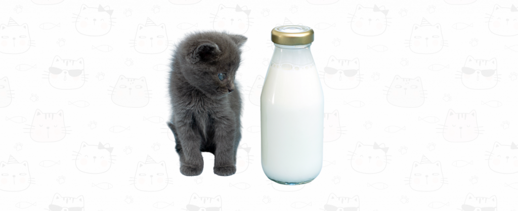 Puedo darle leche a mi gato