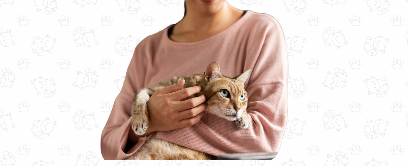 los gatos saben cuándo estamos tristes