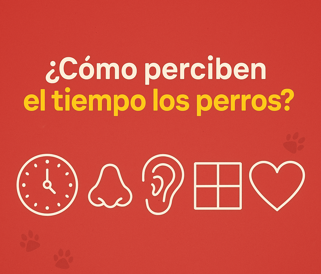 los perros tienen sentido del tiempo