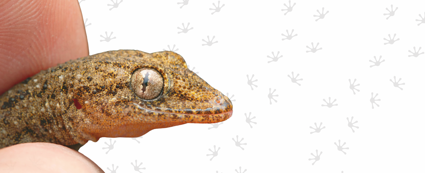 Manipular un reptil