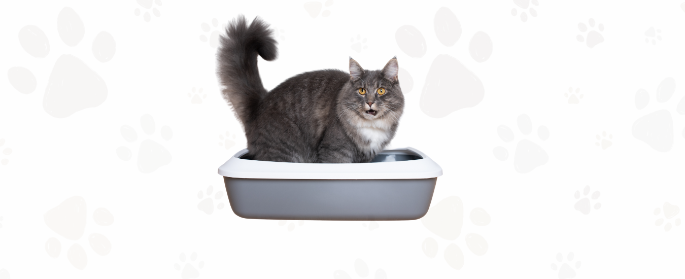 mejores areneros para gatos
