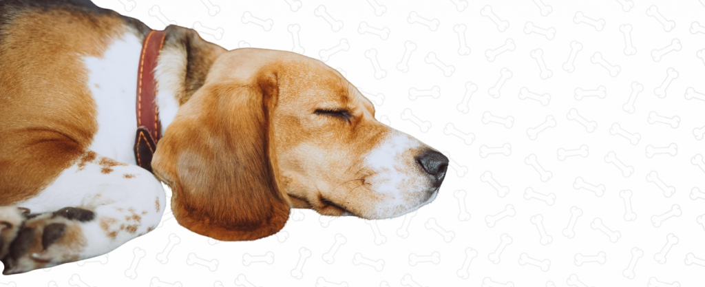 perro da vueltas antes de acostarse