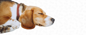 perro da vueltas antes de acostarse