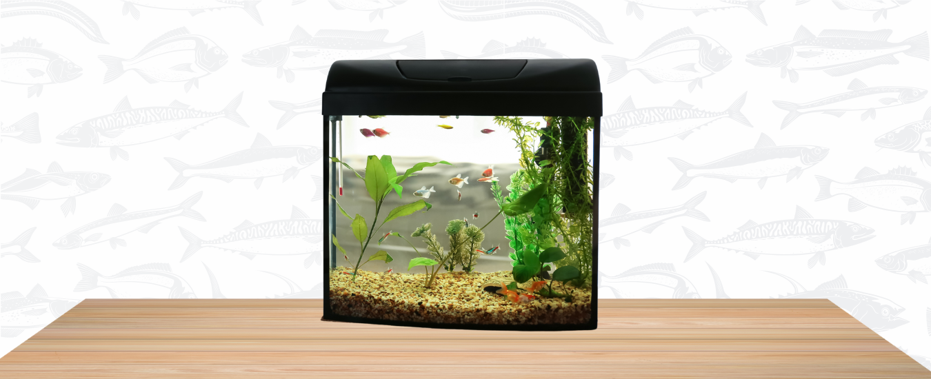 Primer acuario en casa