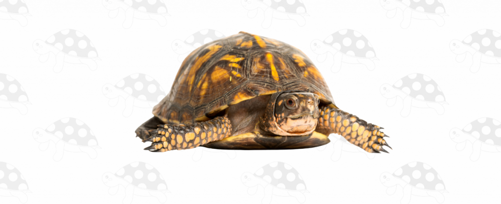 tortuga puede comer carne