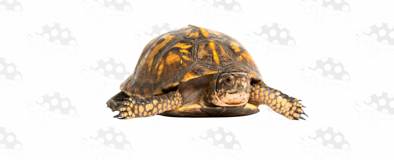 tortuga puede comer carne