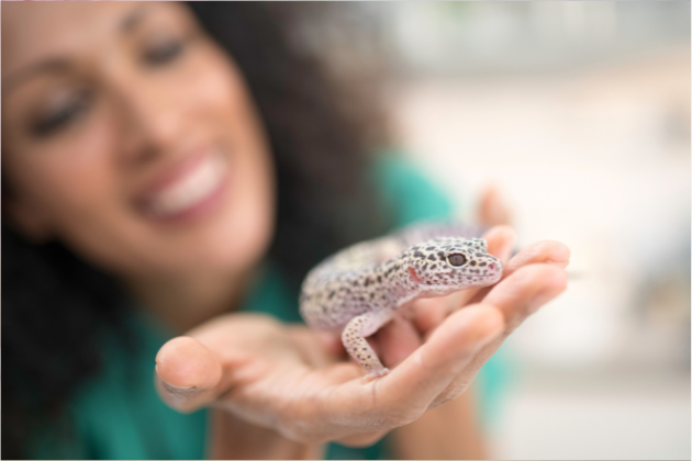 manipular un reptil